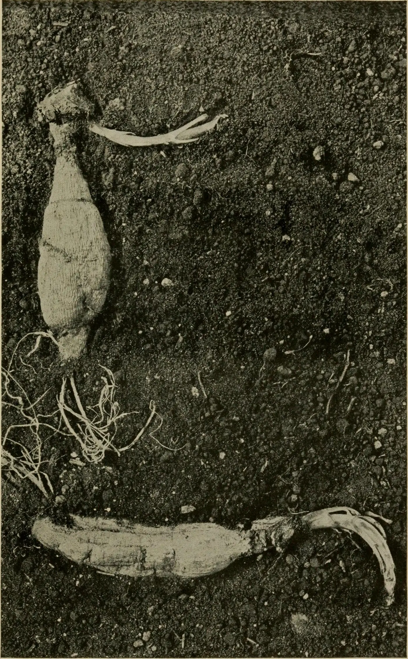 Photograph of dahlia tubers lying on soil